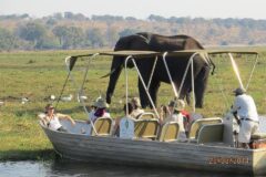 Enjoy a Chobe day trip from Victoria Falls